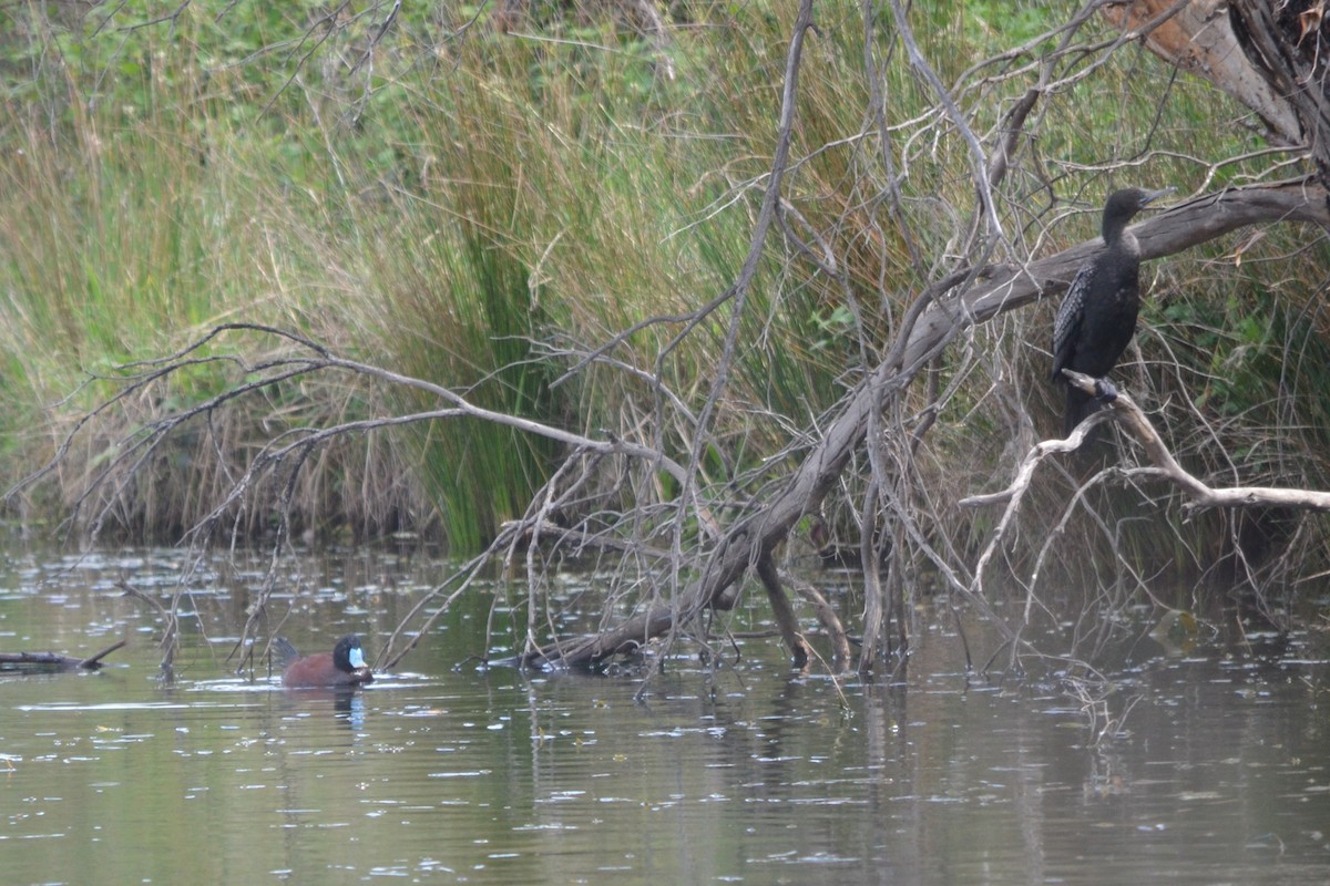 Blue-billed Duck - ML643330463