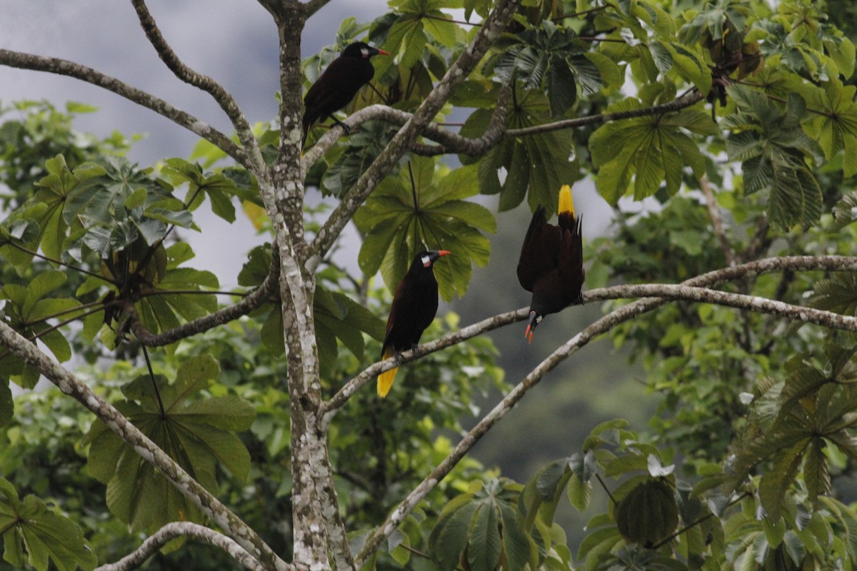Montezuma Oropendola - ML643330464