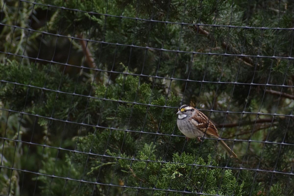 White-throated Sparrow - ML643330465