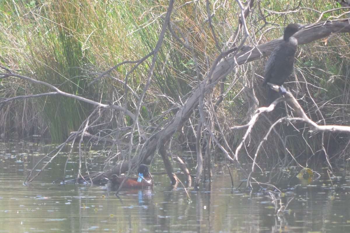Blue-billed Duck - ML643330466