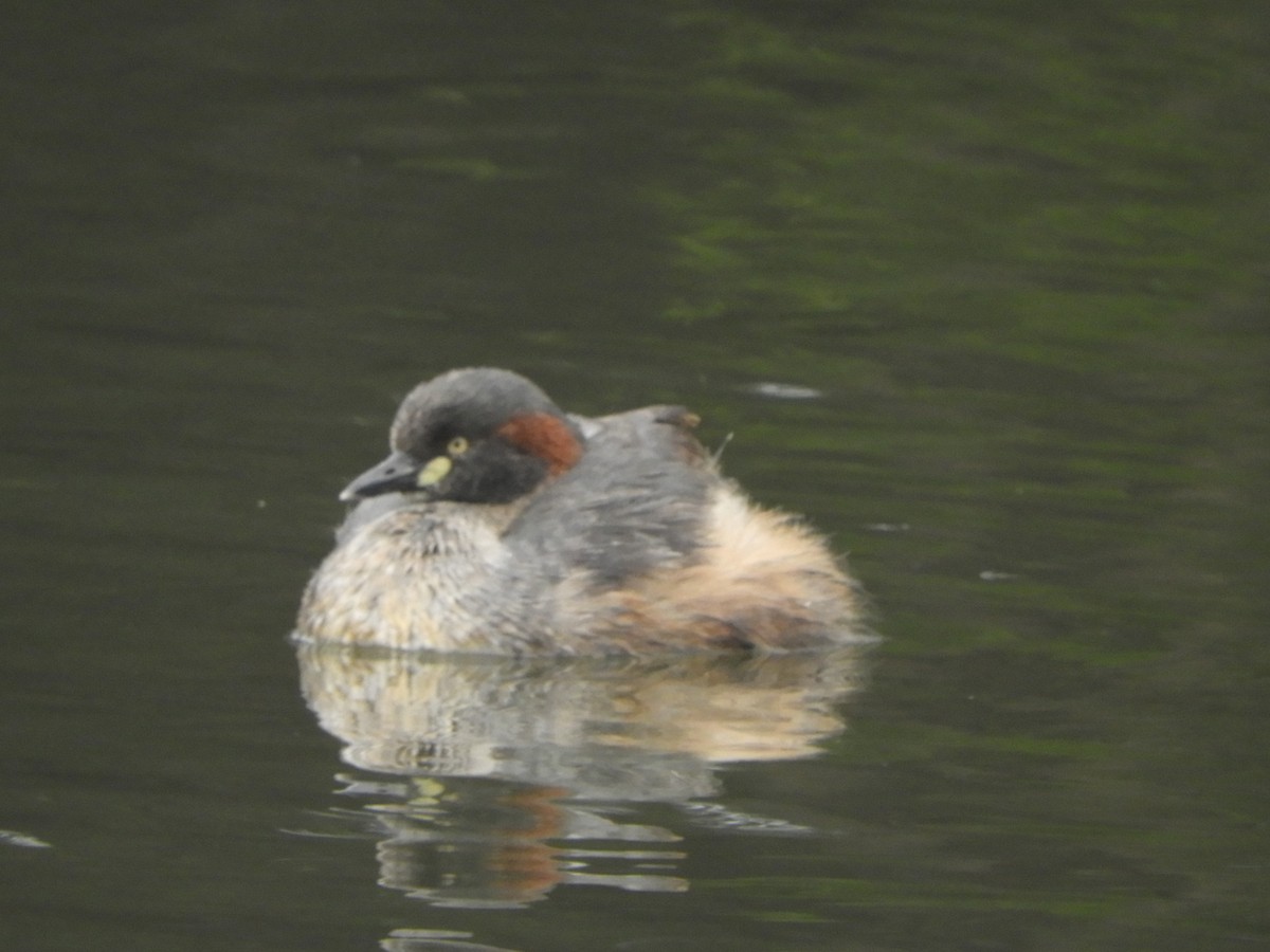 Australasian Grebe - ML643330467