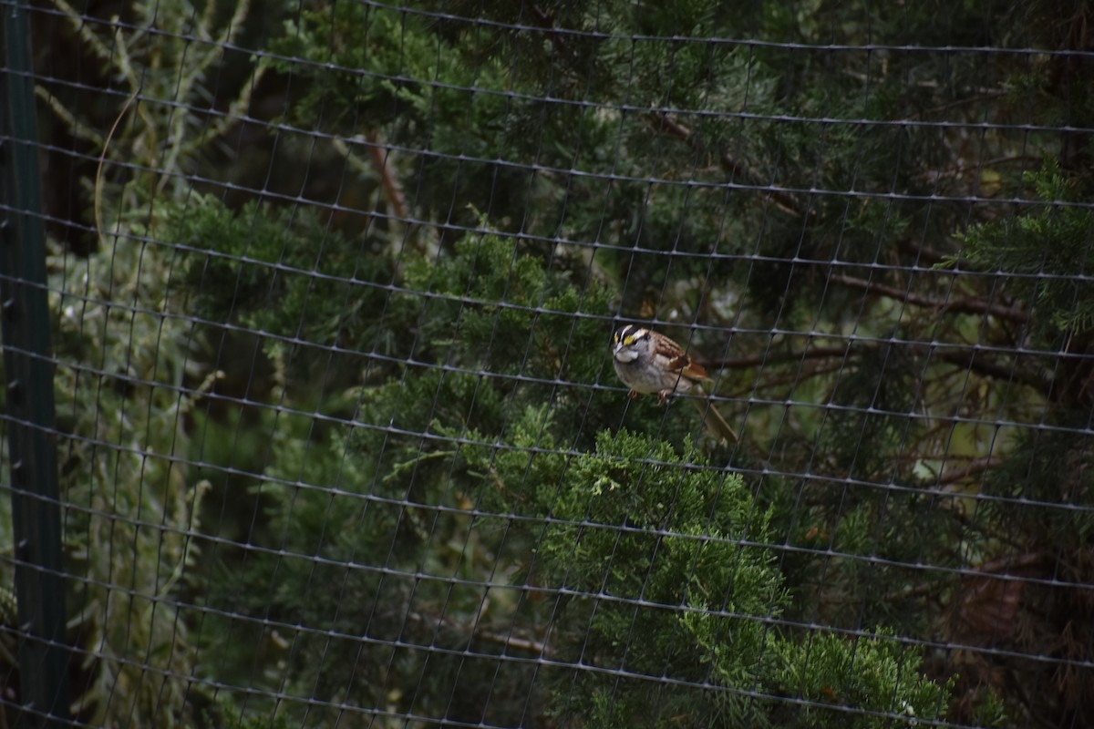 White-throated Sparrow - ML643330468