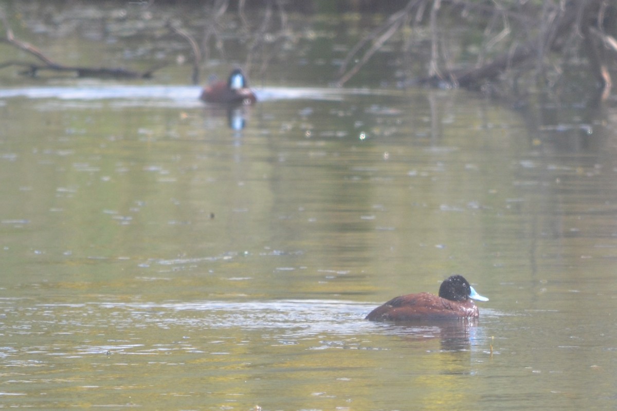 Blue-billed Duck - ML643330471