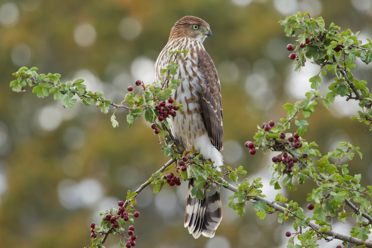 Cooper's Hawk - ML643330473