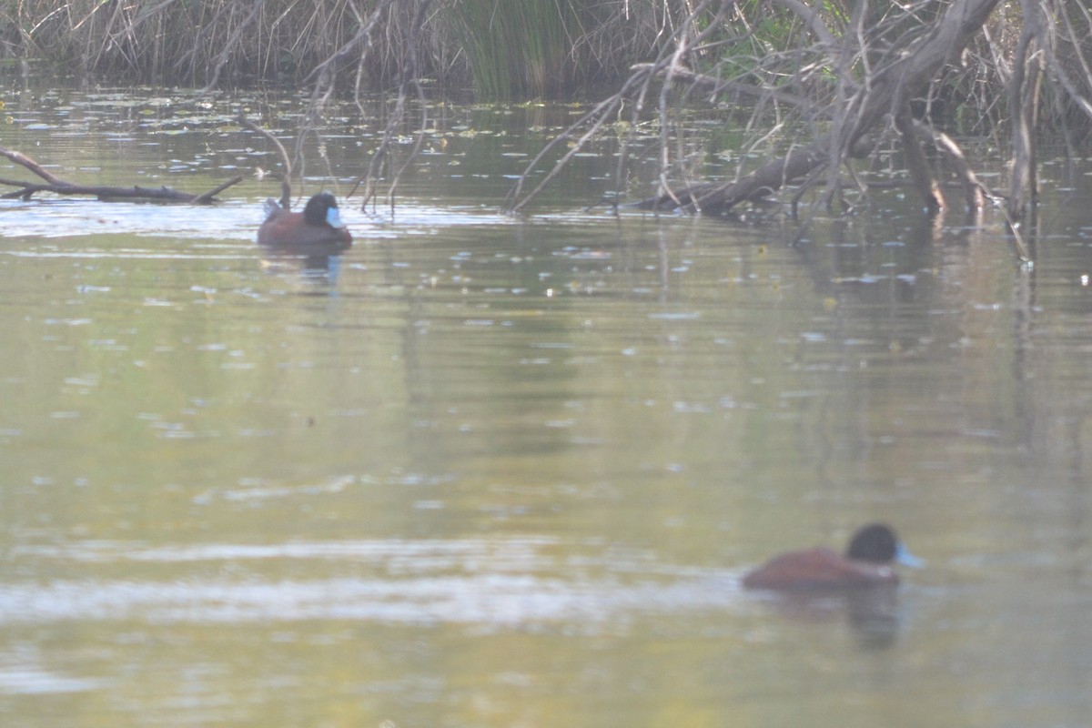 Blue-billed Duck - ML643330476