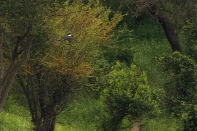 Ringed Kingfisher - ML643330477