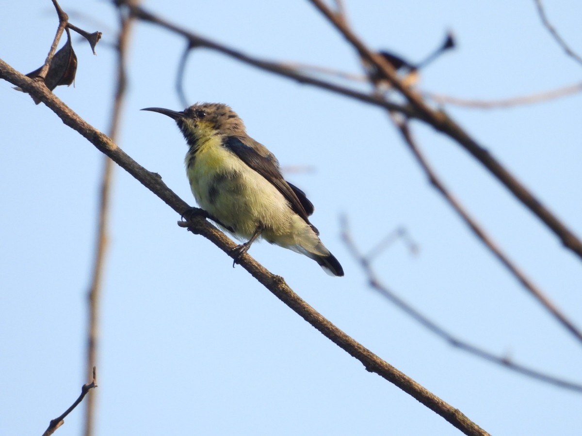 Purple Sunbird - ML643330479