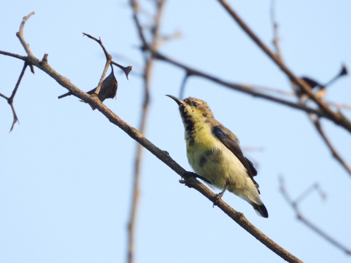Purple Sunbird - ML643330480