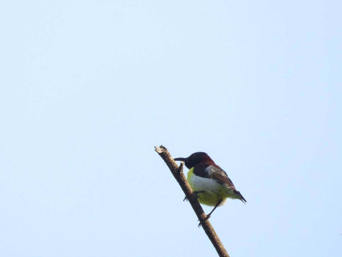 Purple-rumped Sunbird - ML643330481
