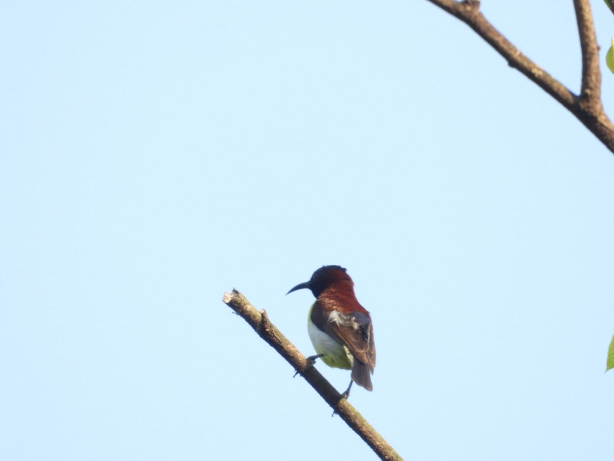 Purple-rumped Sunbird - ML643330482