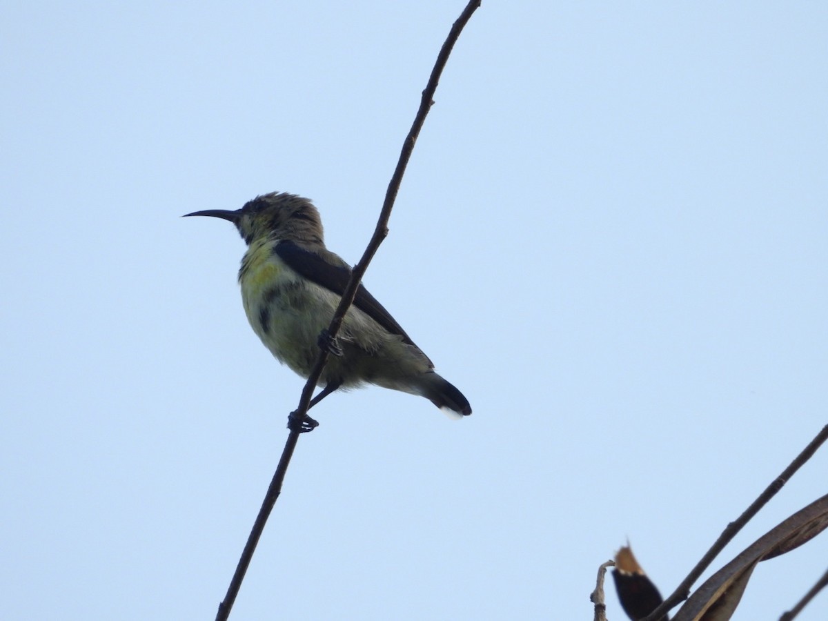 Purple Sunbird - ML643330484