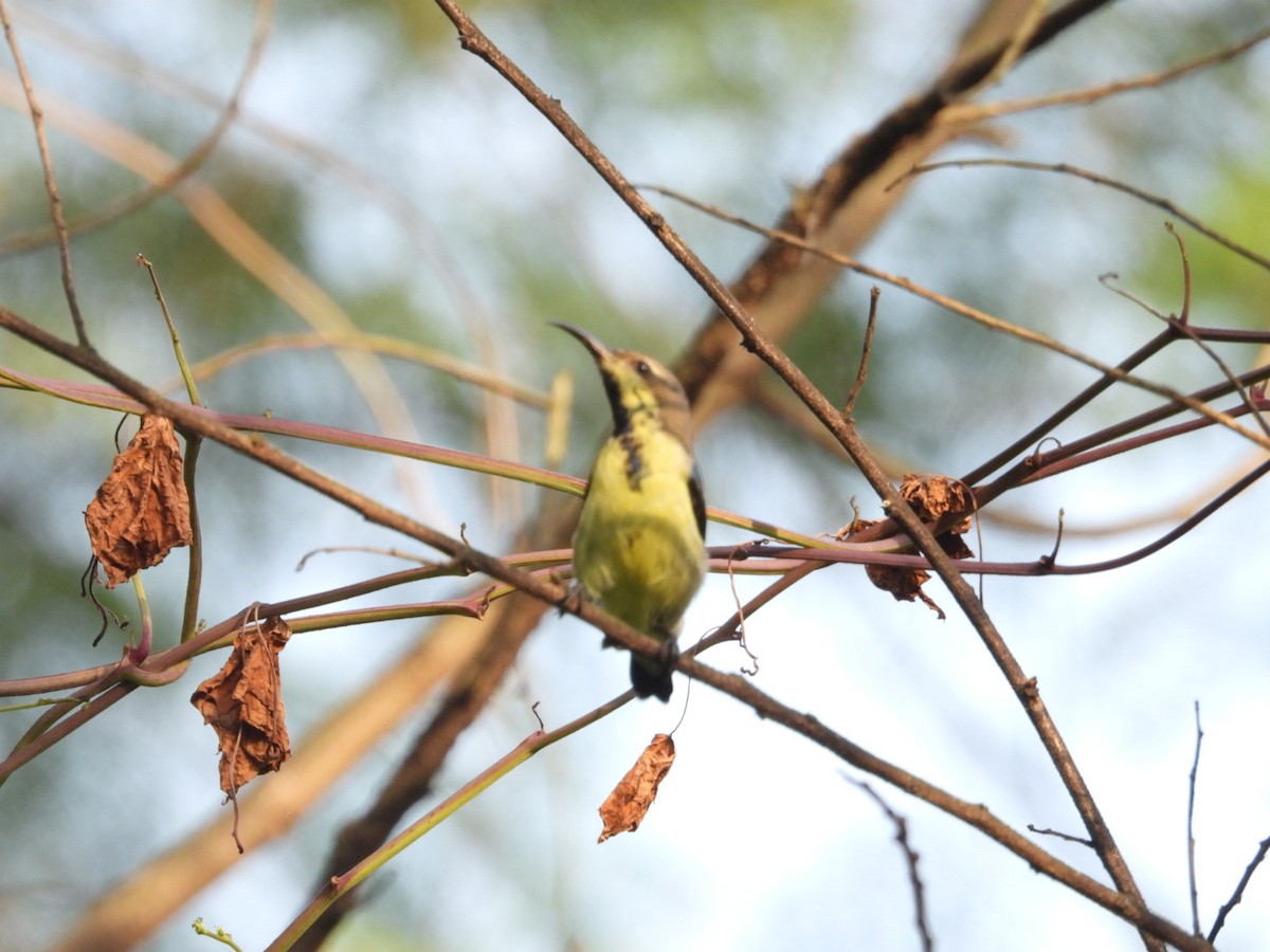 Purple Sunbird - ML643330485
