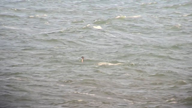 Gabai iluna - ML643330486