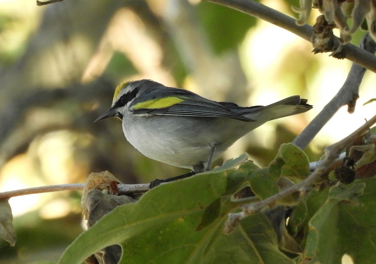 Golden-winged Warbler - ML643330487