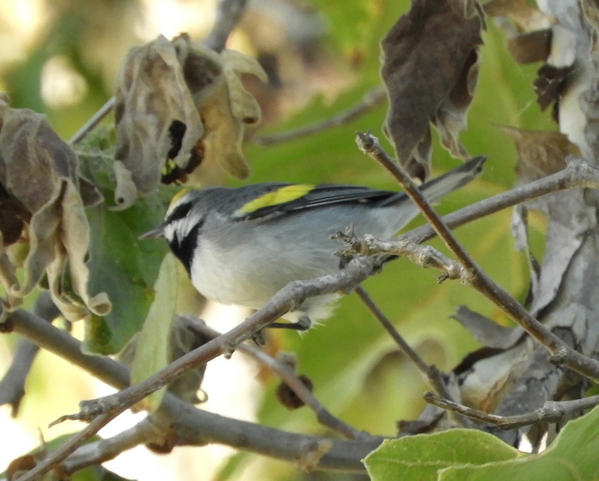 Golden-winged Warbler - ML643330488