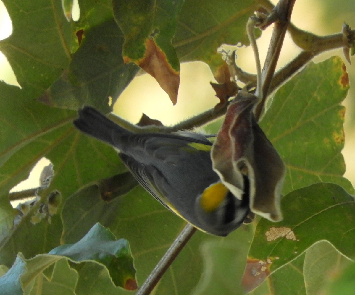 Golden-winged Warbler - ML643330489