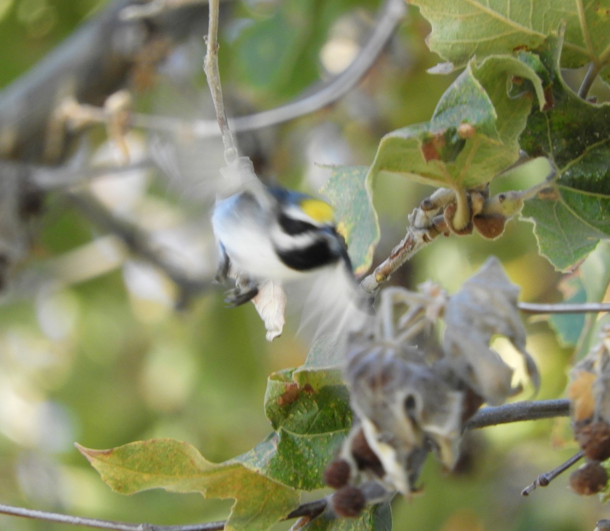 Golden-winged Warbler - ML643330490