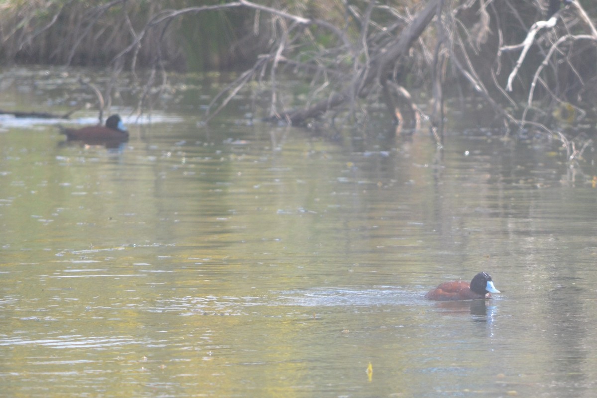 Blue-billed Duck - ML643330493