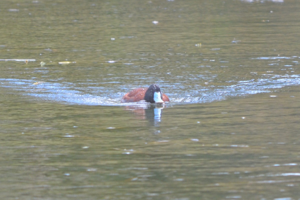 Blue-billed Duck - ML643330505