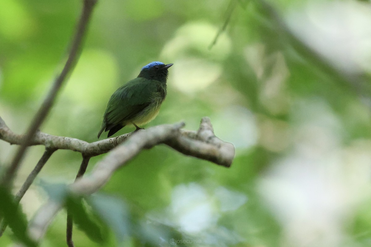 Blue-capped Manakin - ML643330506