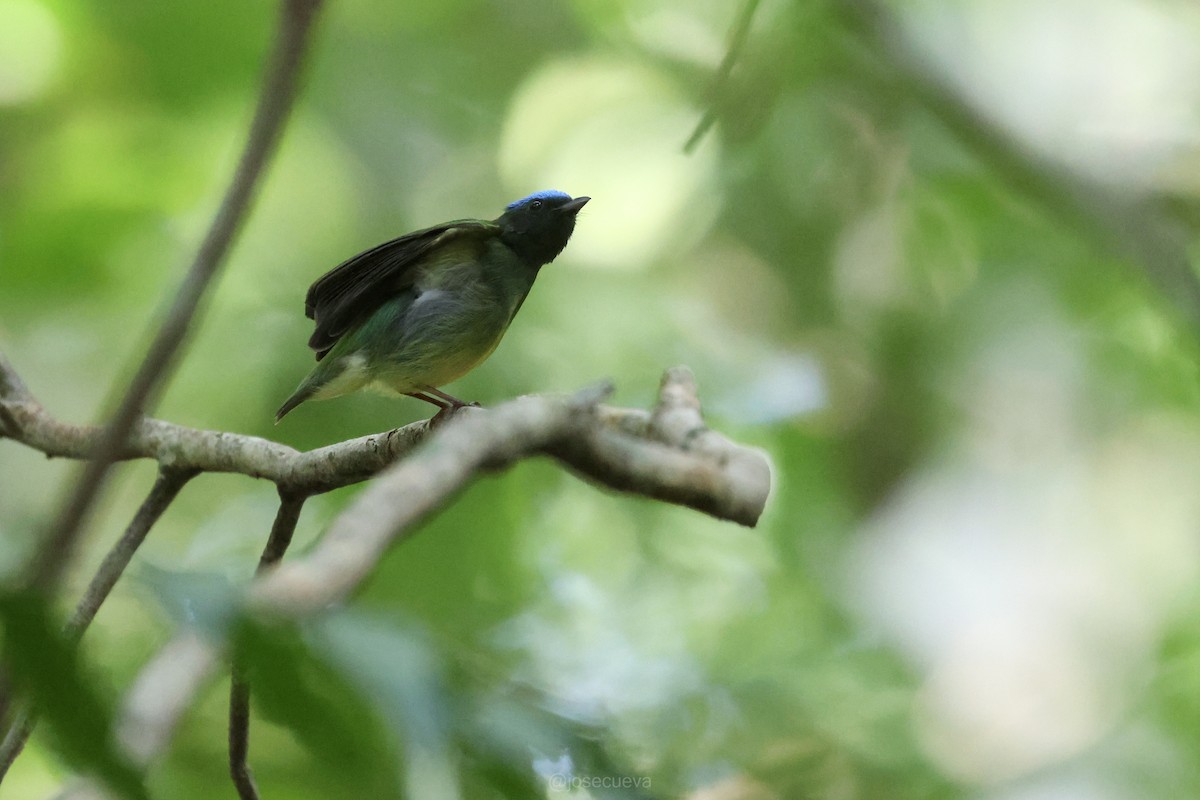 Blue-capped Manakin - ML643330507