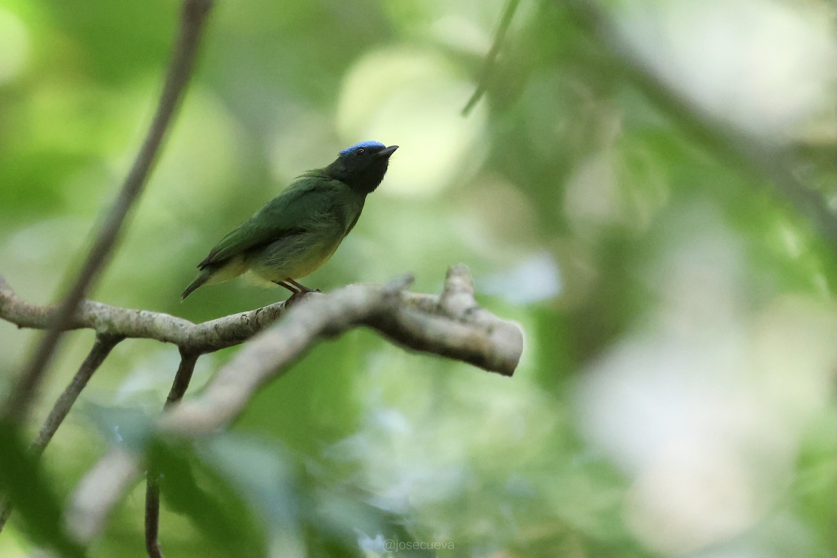 Blue-capped Manakin - ML643330508