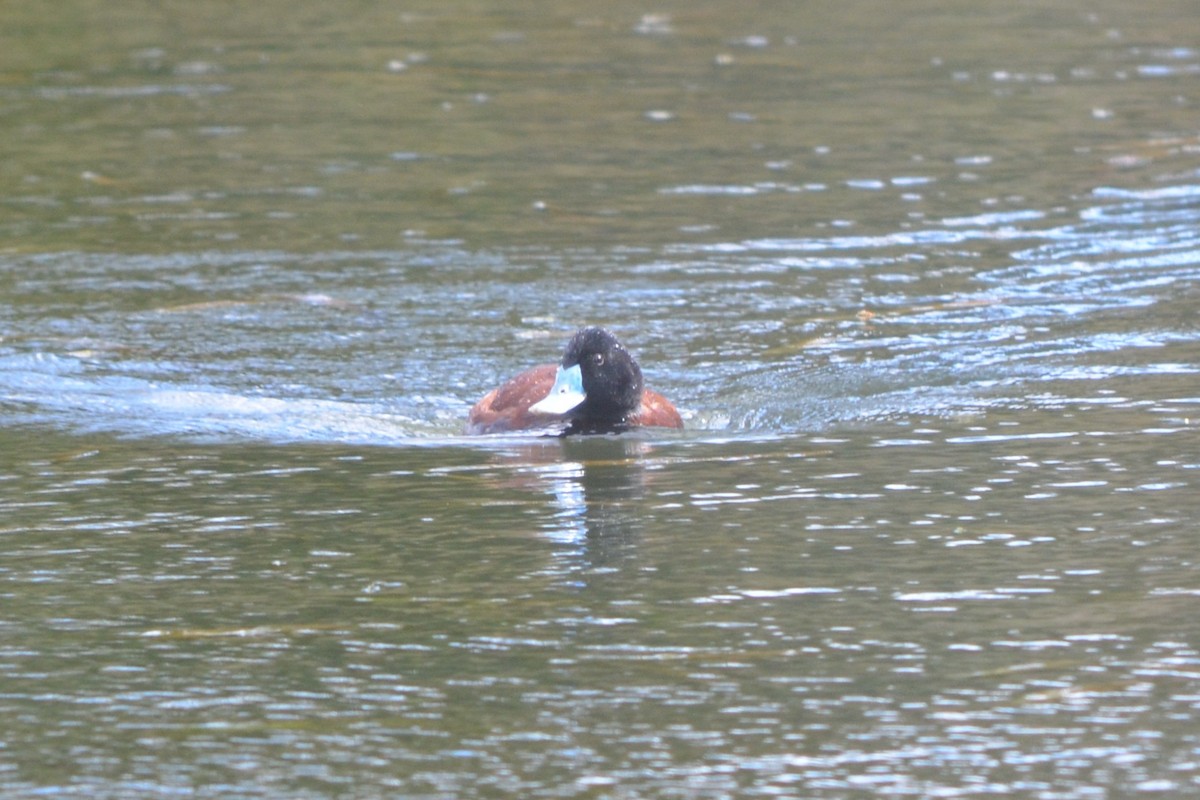 Blue-billed Duck - ML643330509