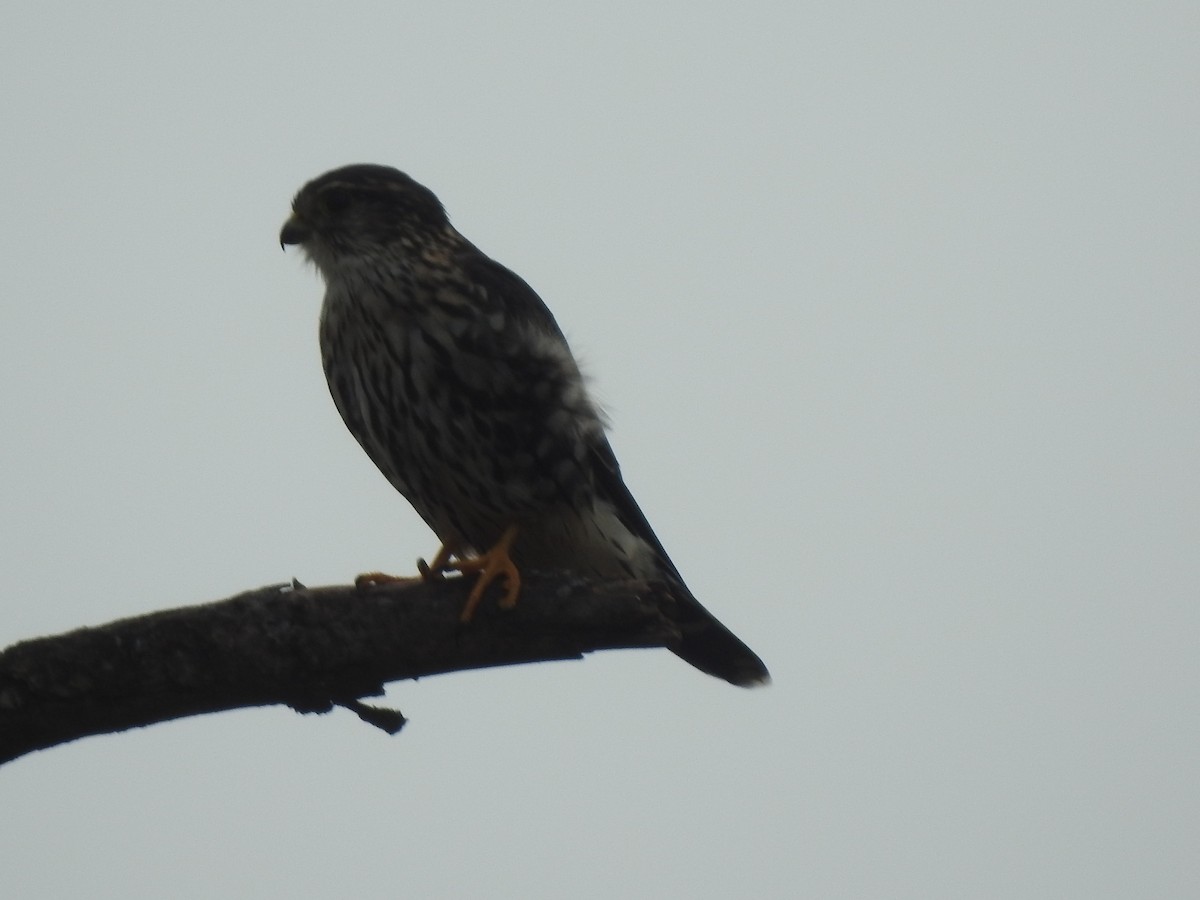 Merlin - ML643330511