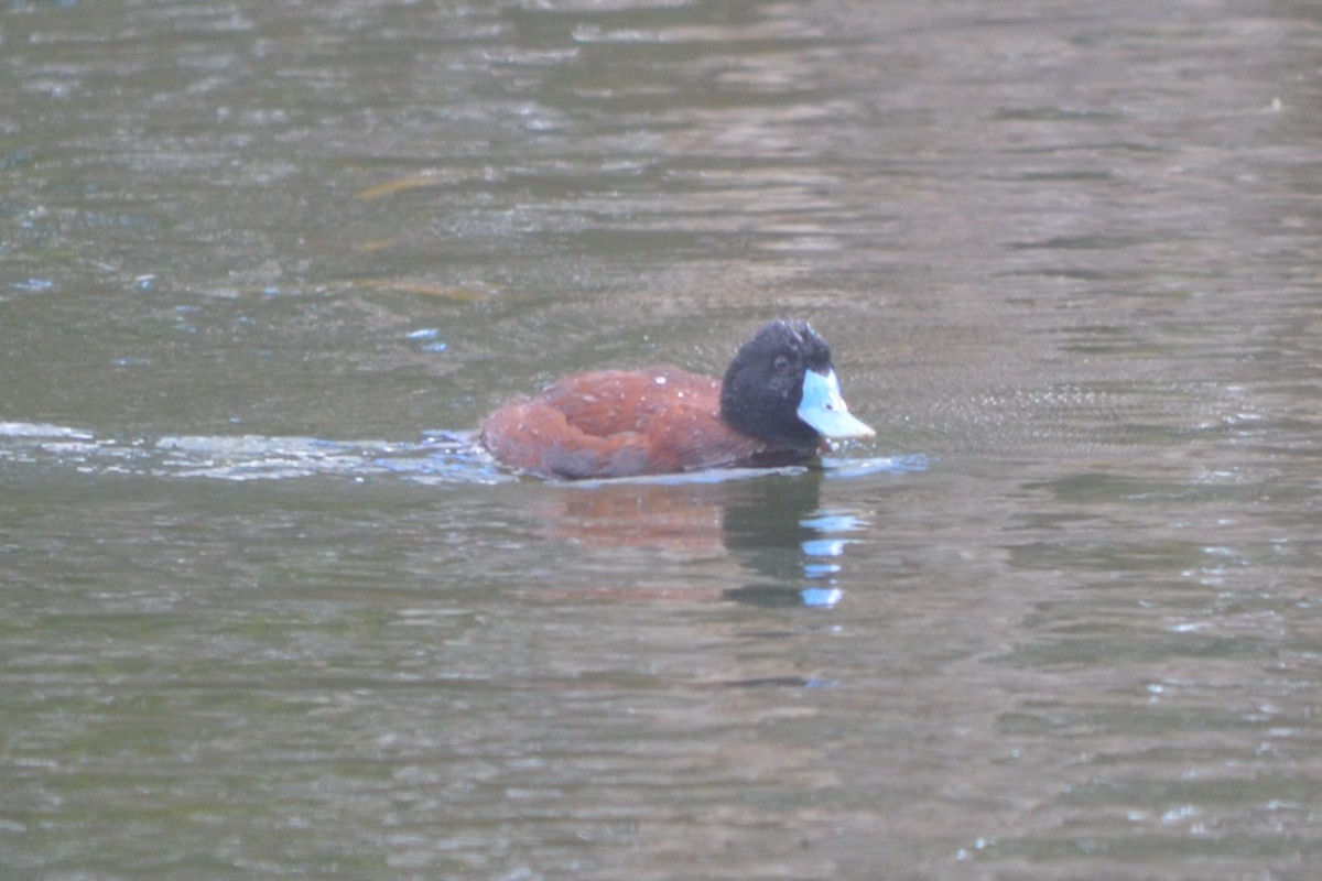 Blue-billed Duck - ML643330512