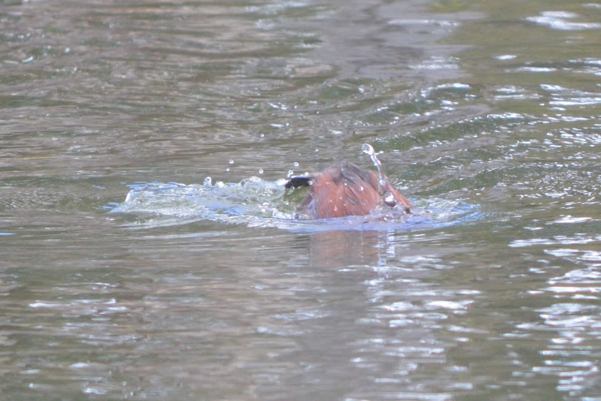 Blue-billed Duck - ML643330515