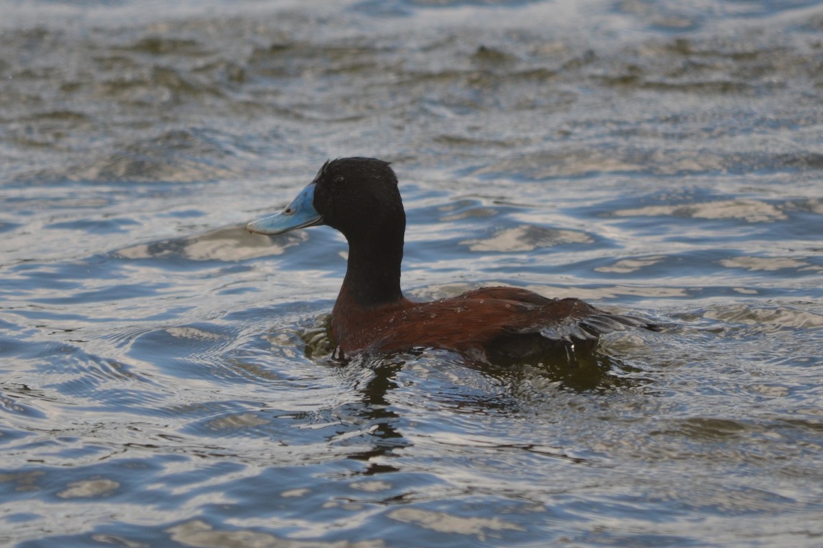 Blue-billed Duck - ML643330522