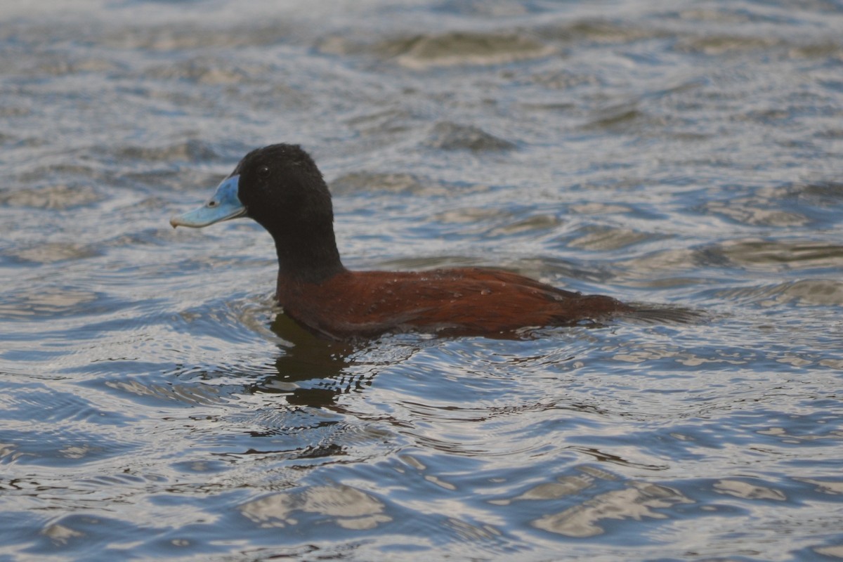 Blue-billed Duck - ML643330526