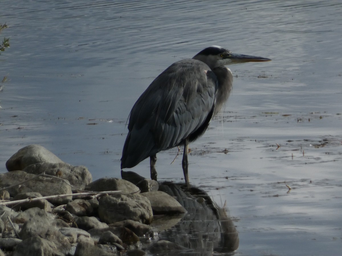 Great Blue Heron - ML643330527
