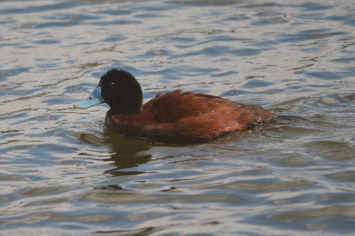 Blue-billed Duck - ML643330529