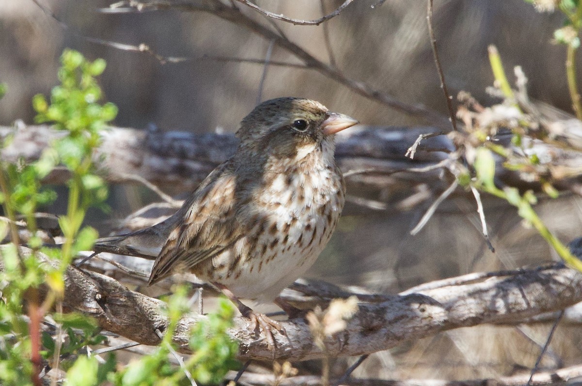 Savannah Sparrow (Large-billed) - ML643330530