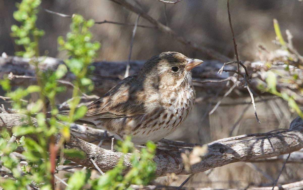 Savannah Sparrow (Large-billed) - ML643330533