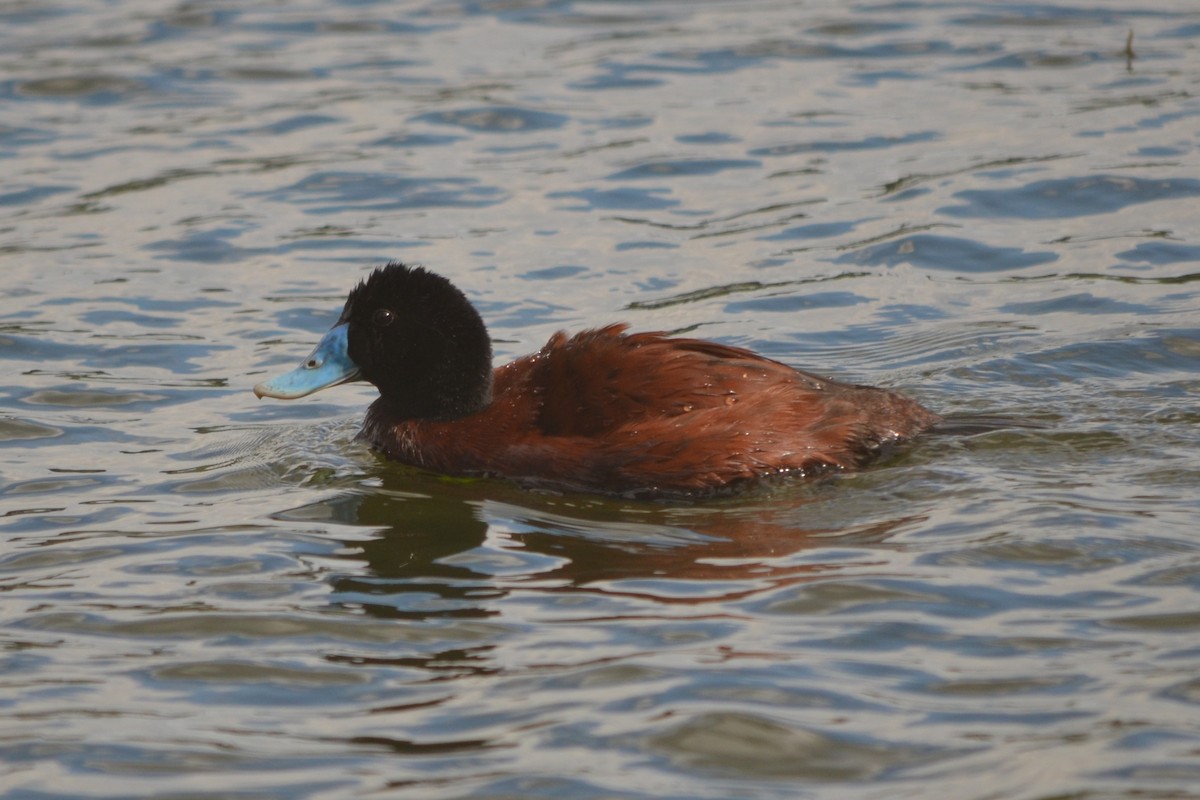 Blue-billed Duck - ML643330534