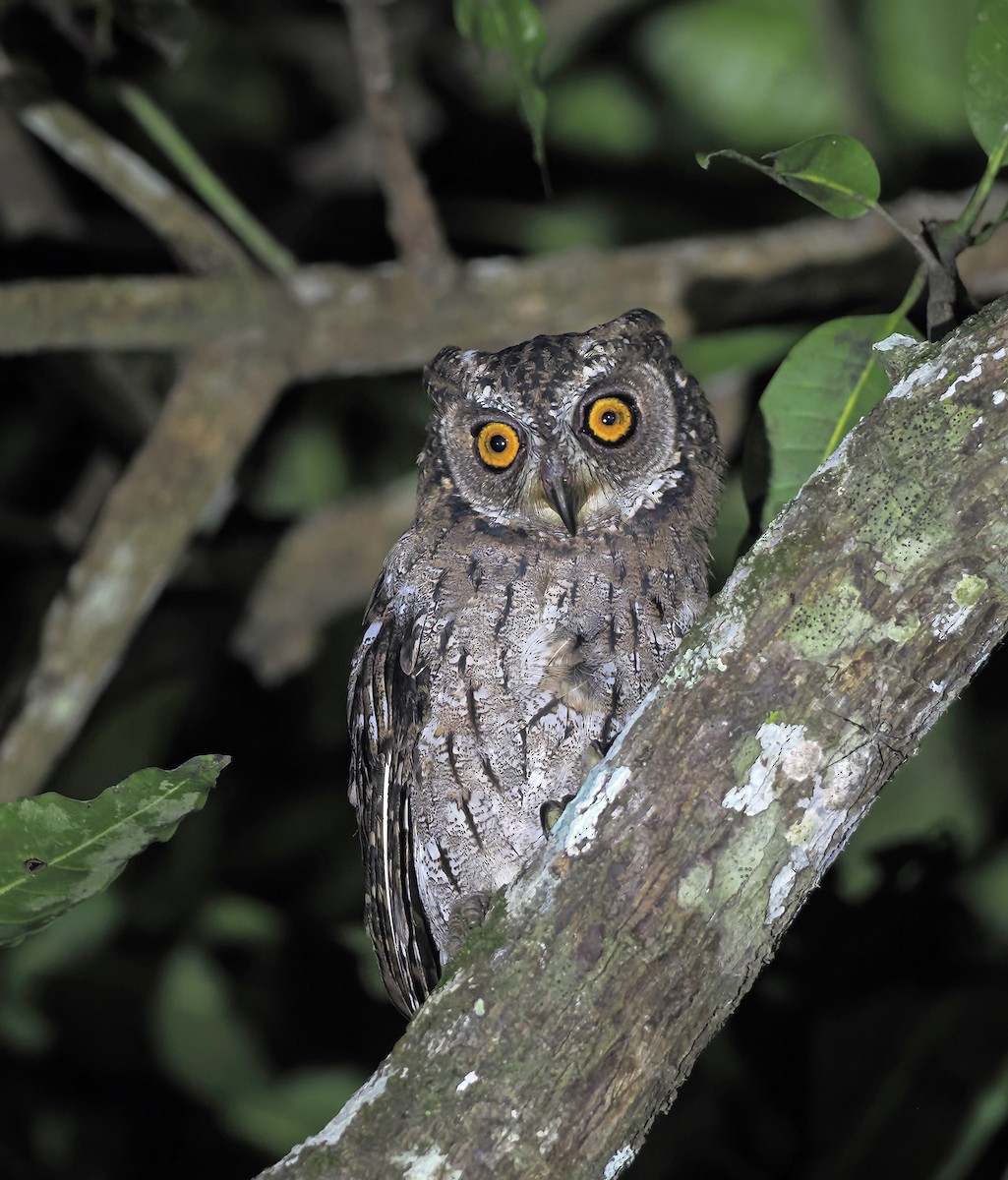 Moluccan Scops-Owl (Moluccan) - ML643330535