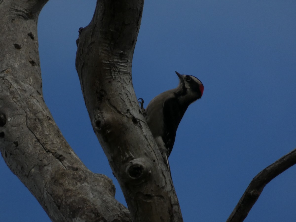 Downy Woodpecker - ML643330536