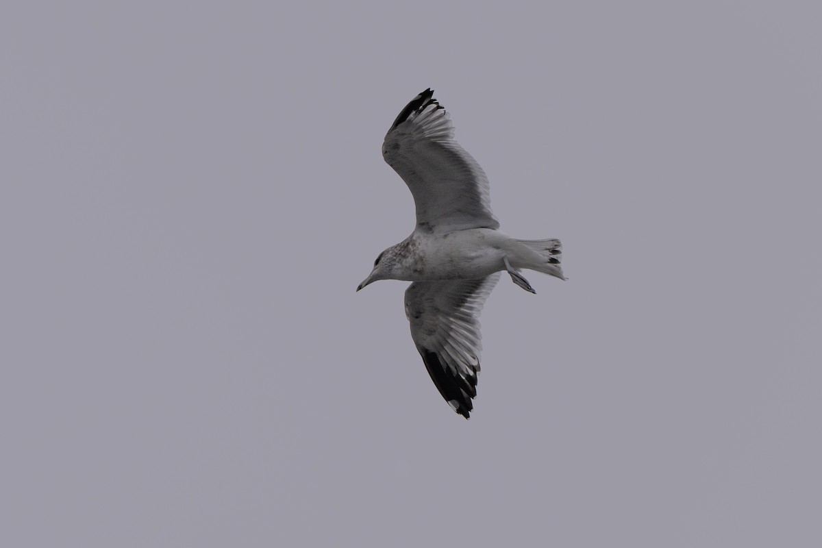 Short-billed Gull - ML643330538