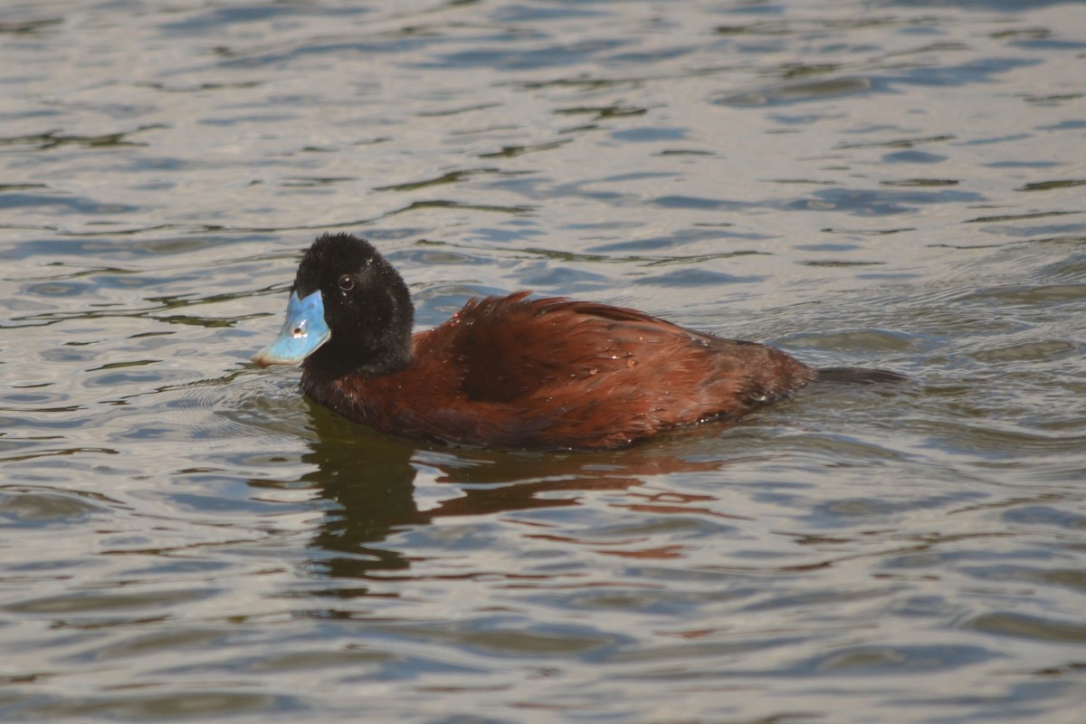 Blue-billed Duck - ML643330539