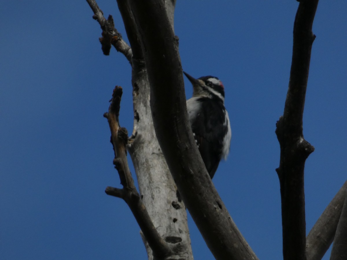 Hairy Woodpecker - ML643330541