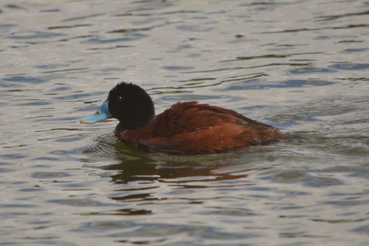 Blue-billed Duck - ML643330543