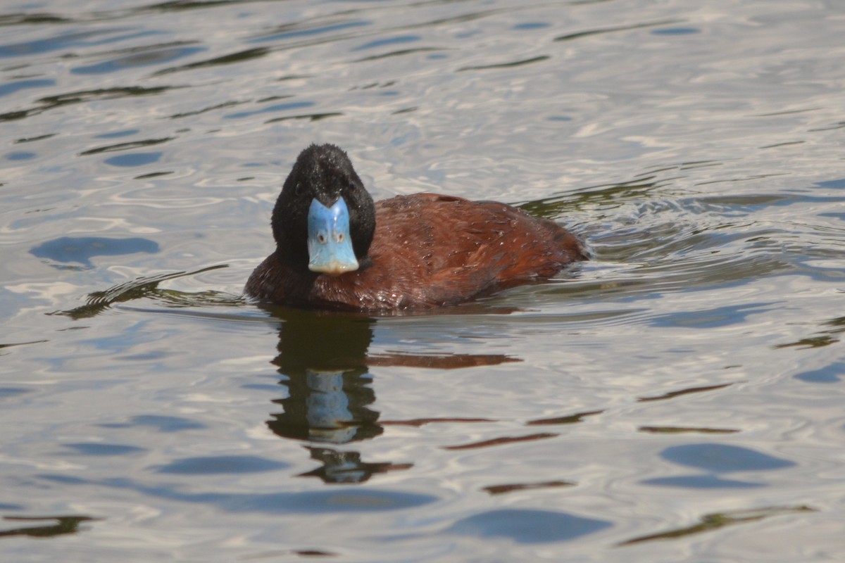Blue-billed Duck - ML643330555