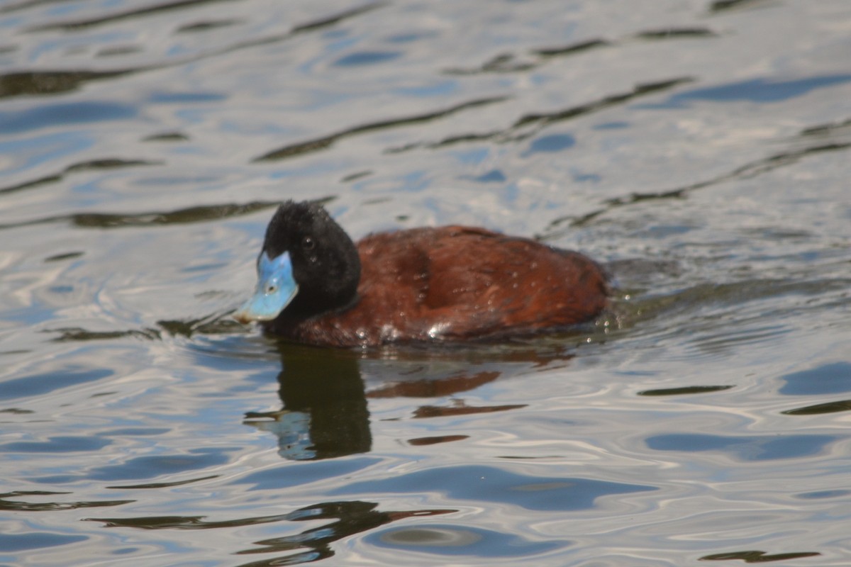 Blue-billed Duck - ML643330557