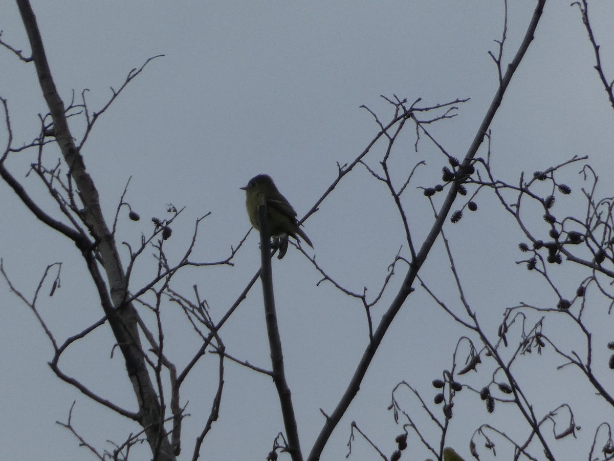 Hammond's Flycatcher - ML643330559