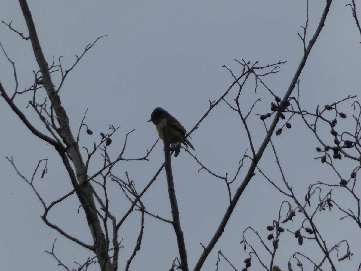 Hammond's Flycatcher - ML643330560