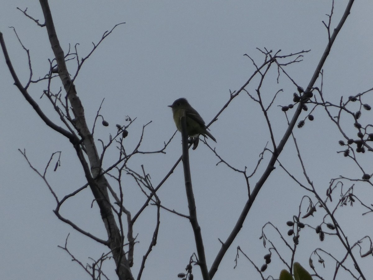 Hammond's Flycatcher - ML643330561