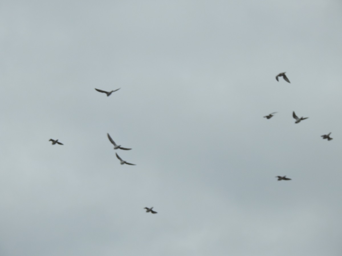 Killdeer - ML643330562