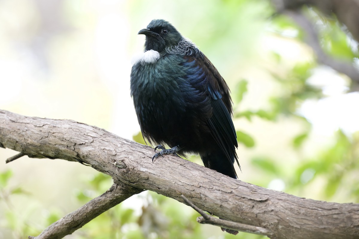 Tui - ML643330567